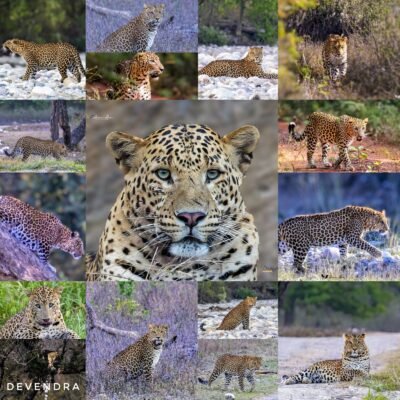 International Leopard Day