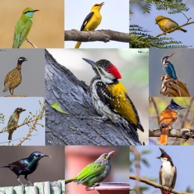 World Photography Day