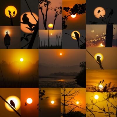 World Photography Day