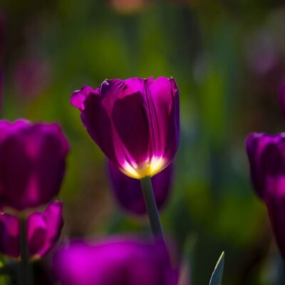 Flowers 3
