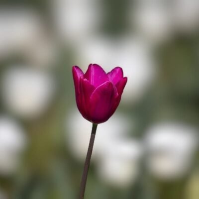 Flowers 4