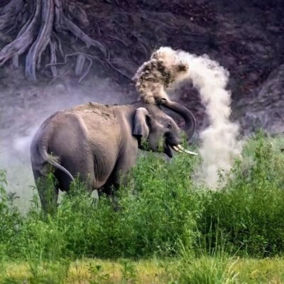 World elephant Day