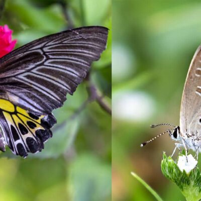 Butterflies