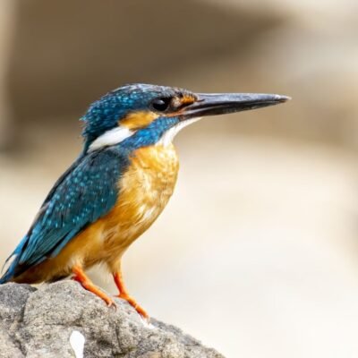 Bird Watching 3