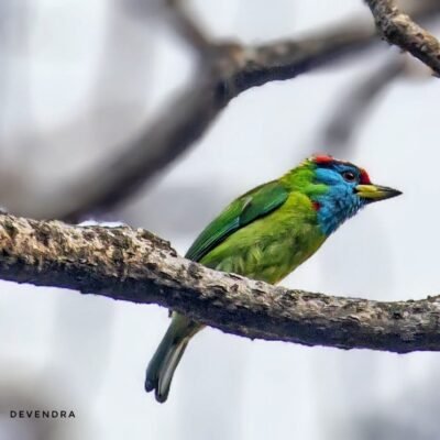 Bird Watching 2