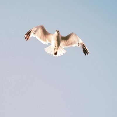Flight of Desire
