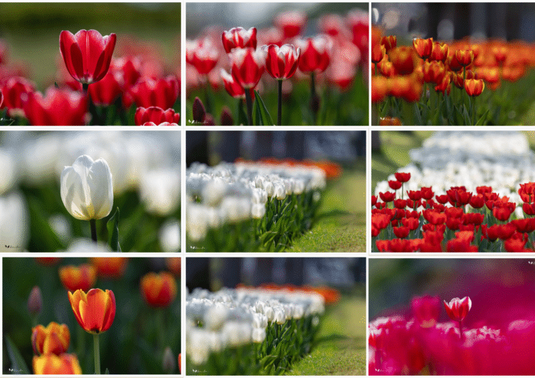 Blooming Nature