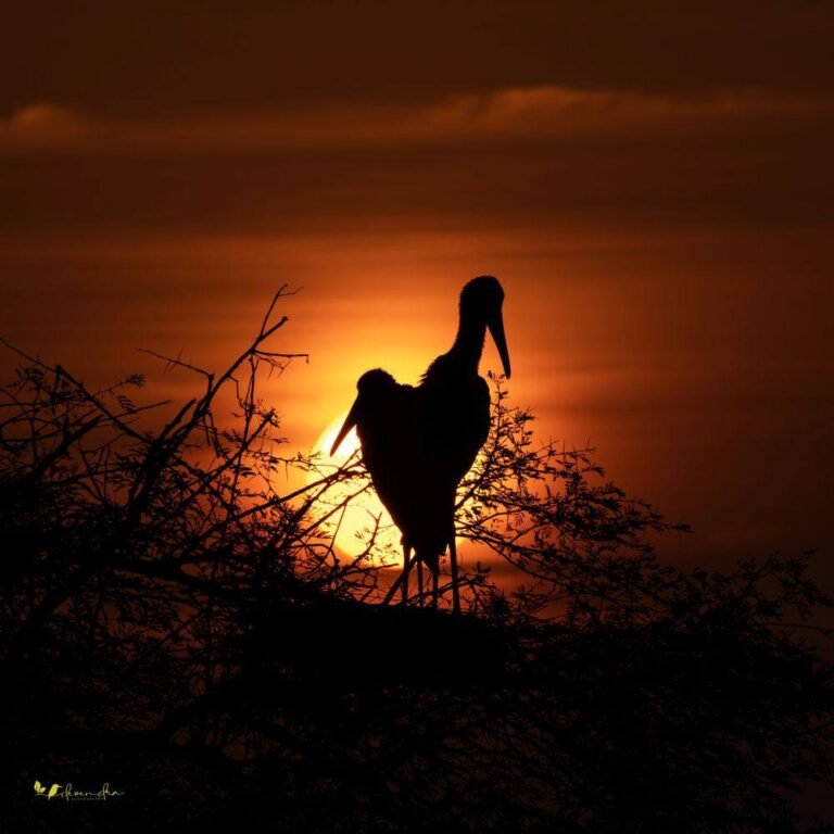 Dawn