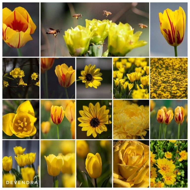 The Yellow Flowers