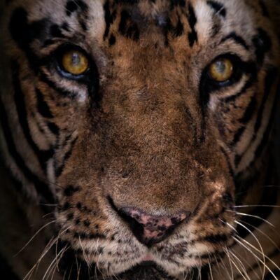 Tiger Eyes